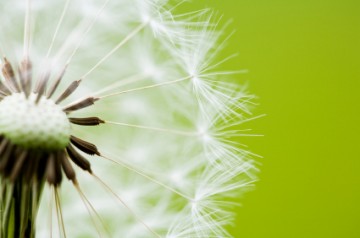 Dandelion